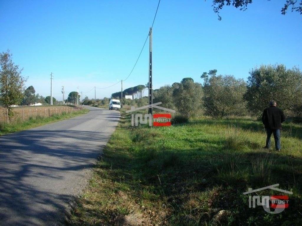 Terrenos Tomar - Fotos para Tomar-Terreno c Olival 20000 m2 (3-T-3815001)