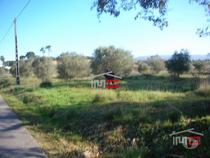 Fotos para Tomar-Terreno c Olival 20000 m2 (3-T-3815001)