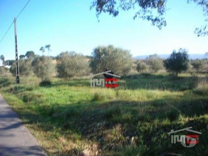 Terrenos - Fotos para Tomar-Terreno c Olival 20000 m2 (3-T-3815001)