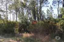 Tomar-Terreno (1-T-110019034)