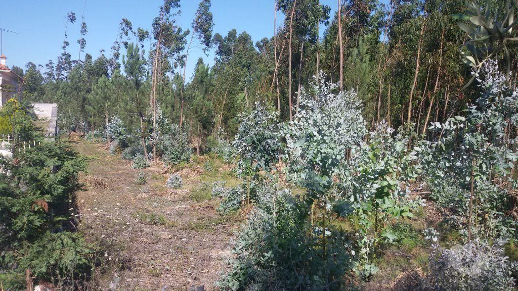 Terrenos Batalha - Fotos para Batalha-Terreno para construção em São Mamede (1-T-000062)