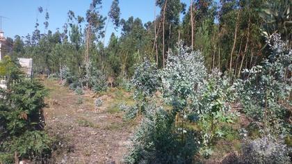 Terrenos e Quintas - Fotos para Batalha-Terreno para construção em São Mamede (1-T-000062)