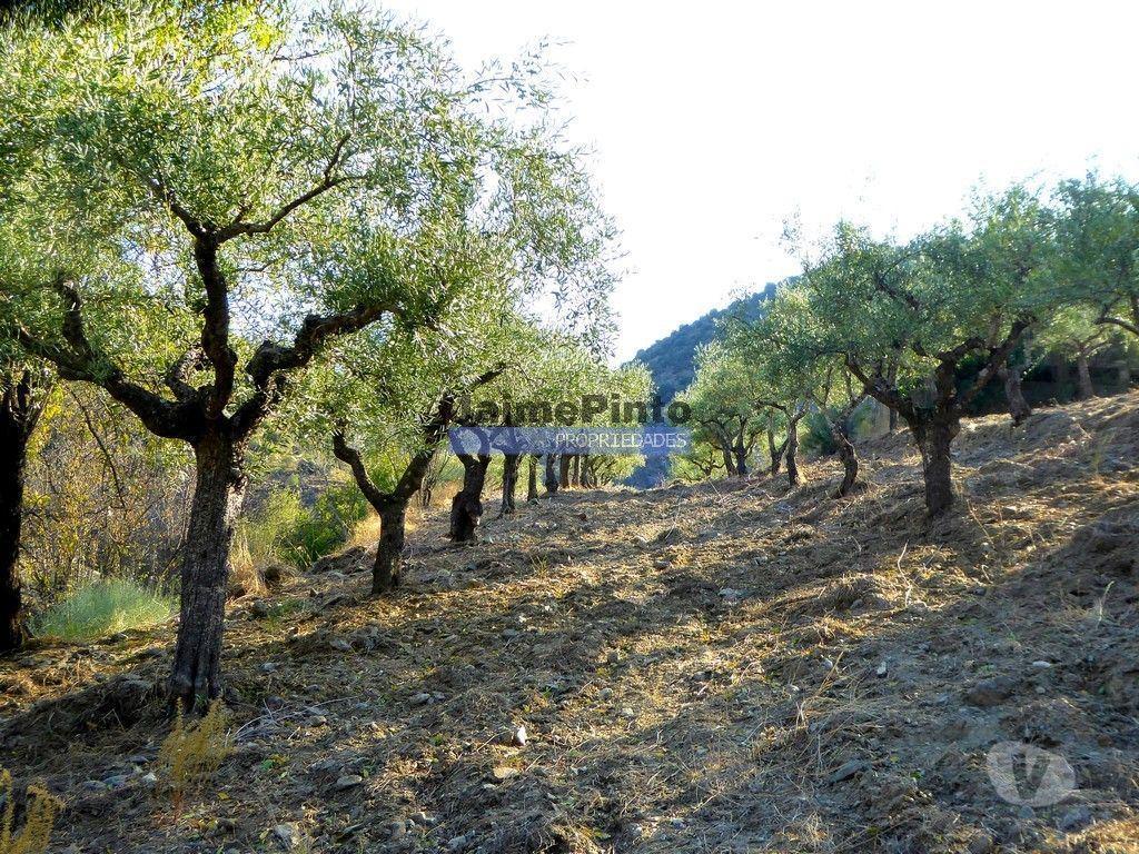 Terrenos Figueira de Castelo Rodrigo - Fotos para Propriedade com 5.100 oliveiras, 52ha, Barca DAlva. Portugal,