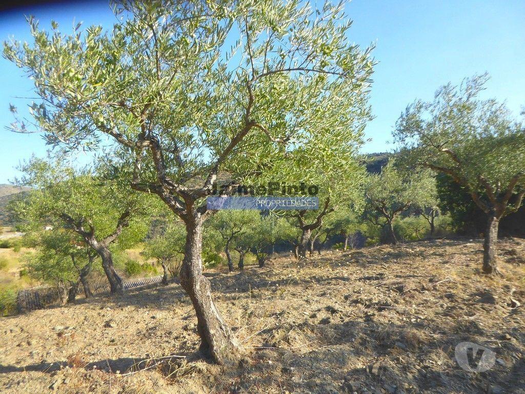 Terrenos Figueira de Castelo Rodrigo - Fotos para Propriedade com 5.100 oliveiras, 52ha, Barca DAlva. Portugal,