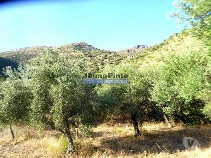 Terrenos e quintas a venda - Fotos para Propriedade com 5.100 oliveiras, 52ha, Barca DAlva. Portugal,
