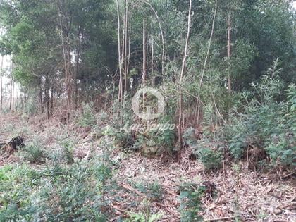 Terrenos - Fotos para Terreno rustico c 3350m2 em Guilhabreu (240-T-22125)