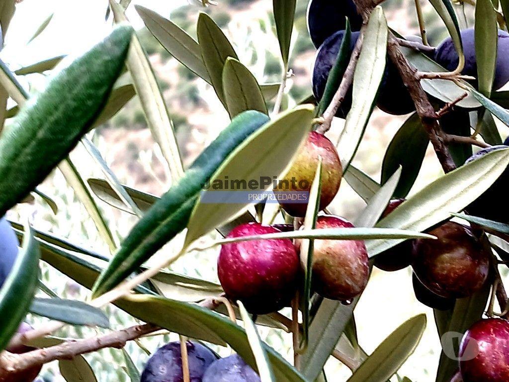 Terrenos Figueira de Castelo Rodrigo - Fotos para 45.000m2 Olival, árvores de fruto e ruína. Portugal, F. C.