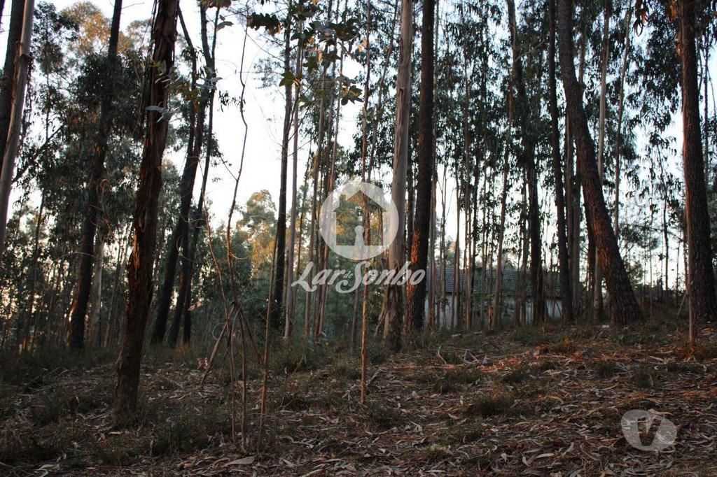 Terrenos Barcelos - Fotos para Barcelos-Terreno Florestal (265-T-00965)