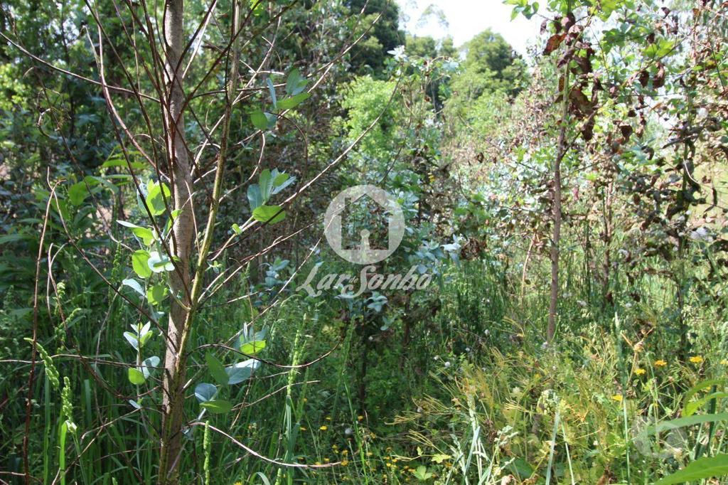 Terrenos Barcelos - Fotos para Barcelos-Terreno Florestal (265-T-00965)