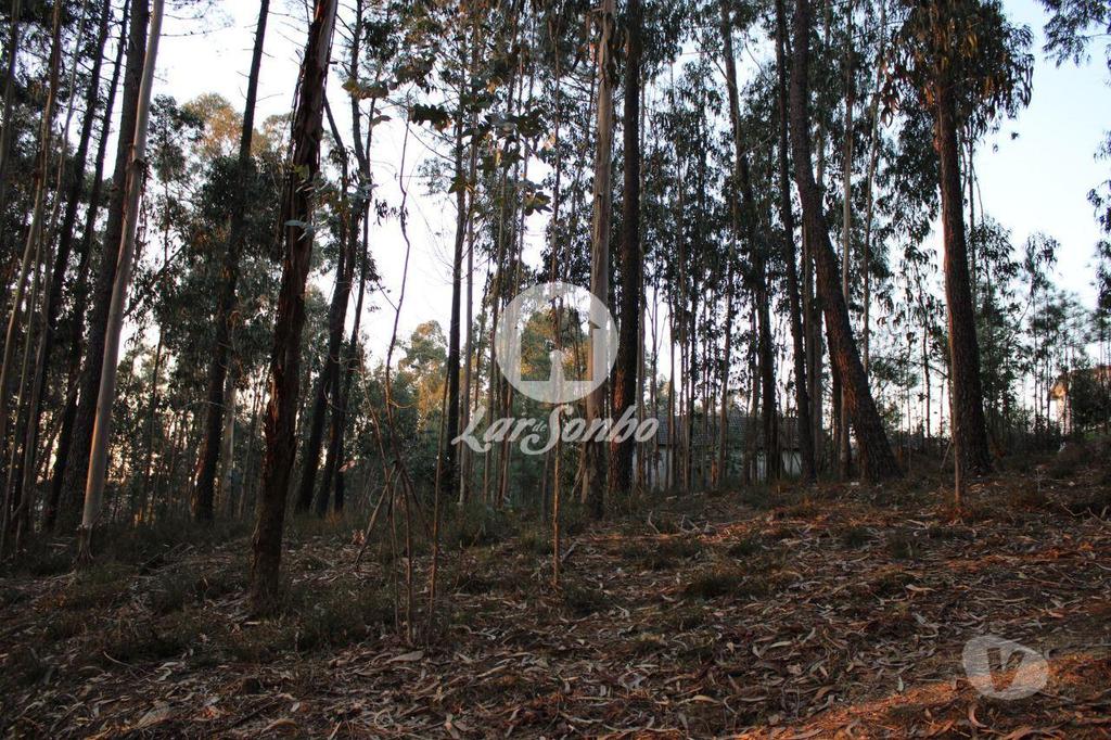 Terrenos Barcelos - Fotos para Barcelos-Terreno Florestal (265-T-00965)