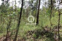 Barcelos-Terreno Florestal (265-T-00965)