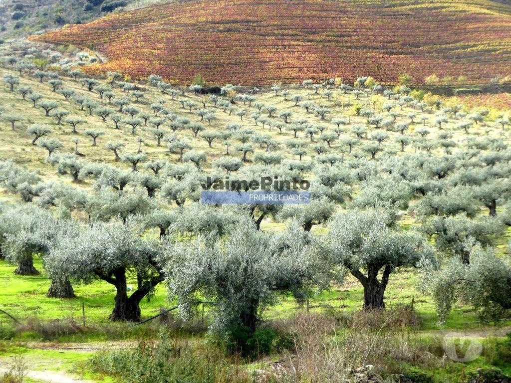 Terrenos Vila Nova de Foz Côa - Fotos para Quinta 245ha, Olival produtivo, Vinha produtiva. Foz Côa.