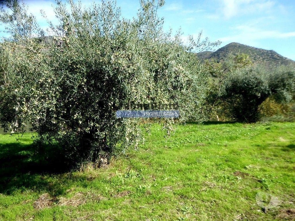 Terrenos Vila Nova de Foz Côa - Fotos para Quinta 245ha, Olival produtivo, Vinha produtiva. Foz Côa.