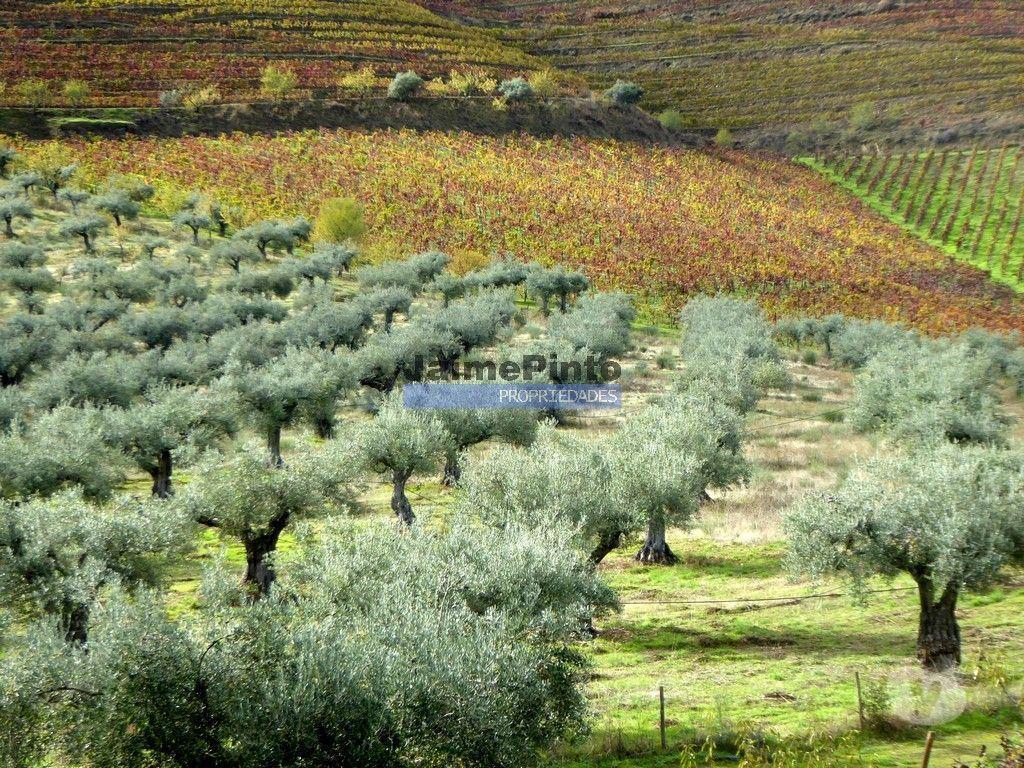 Terrenos Vila Nova de Foz Côa - Fotos para Quinta 245ha, Olival produtivo, Vinha produtiva. Foz Côa.