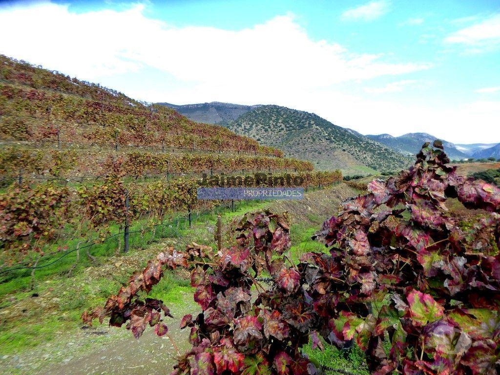 Terrenos Vila Nova de Foz Côa - Fotos para Quinta 245ha, Olival produtivo, Vinha produtiva. Foz Côa.
