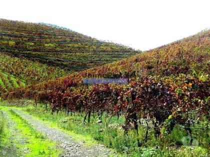 Terrenos a venda - Fotos para Quinta 245ha, Olival produtivo, Vinha produtiva. Foz Côa.