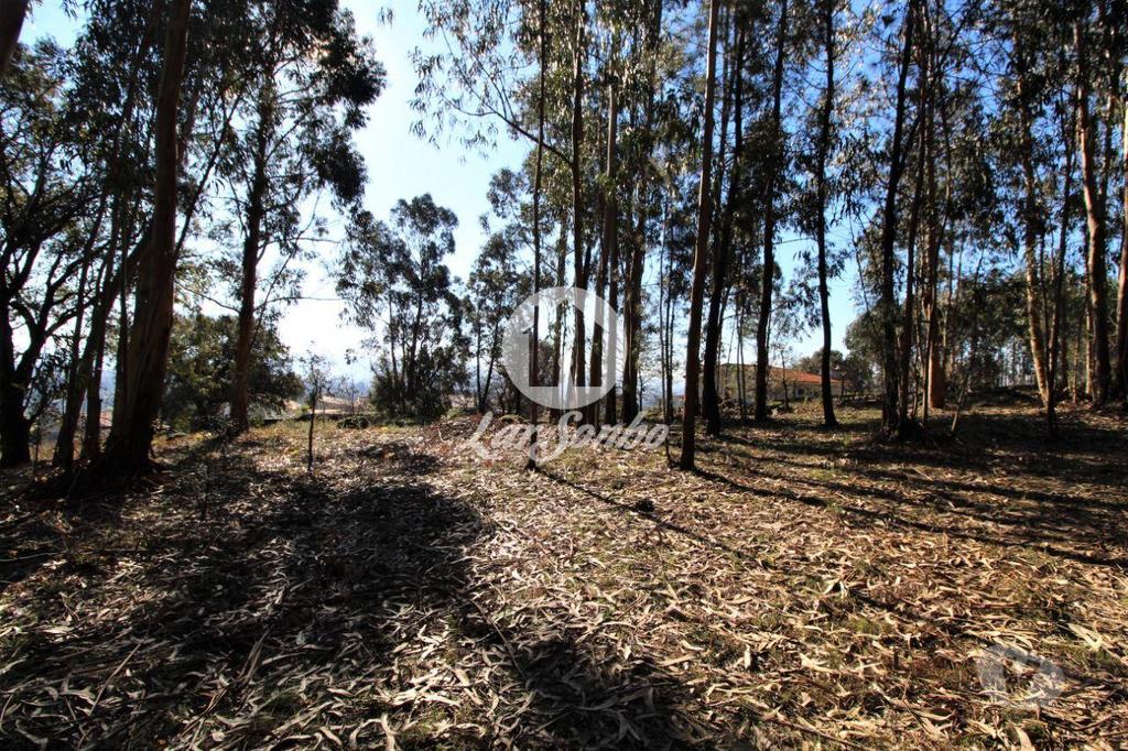 Terrenos Vila Nova de Famalicão - Fotos para Terreno para construção com 5.000m2 em Vermoim (240-T-24185)