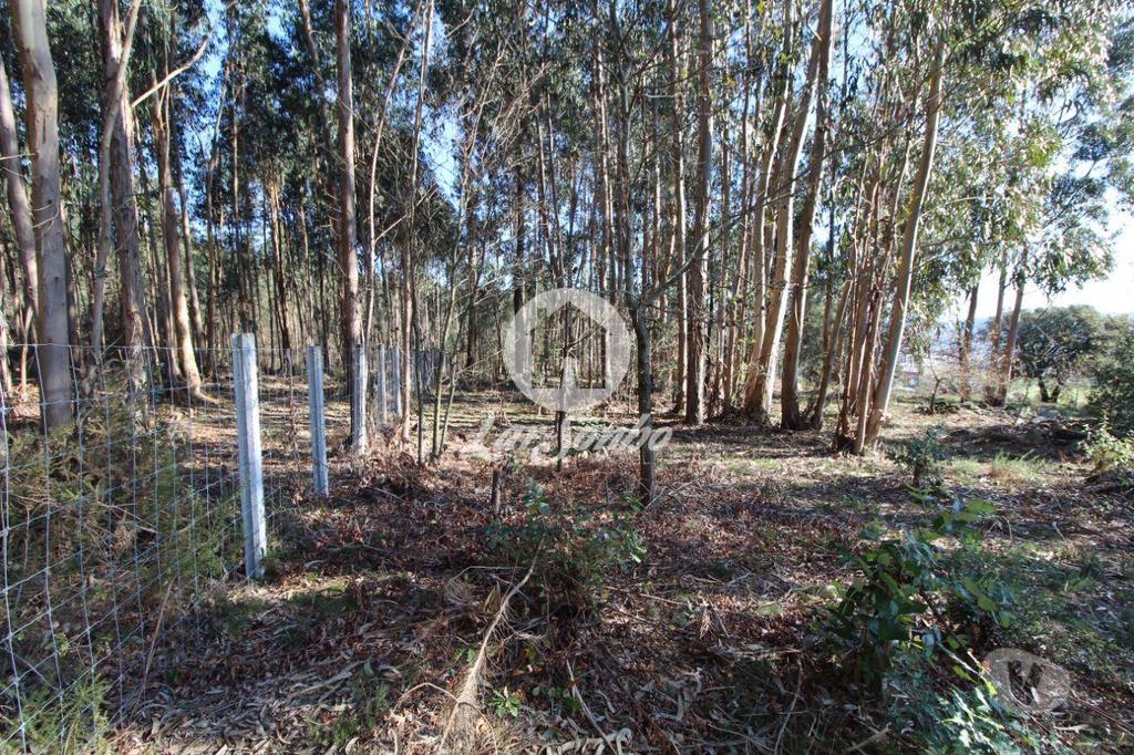 Terrenos Vila Nova de Famalicão - Fotos para Terreno para construção com 5.000m2 em Vermoim (240-T-24185)