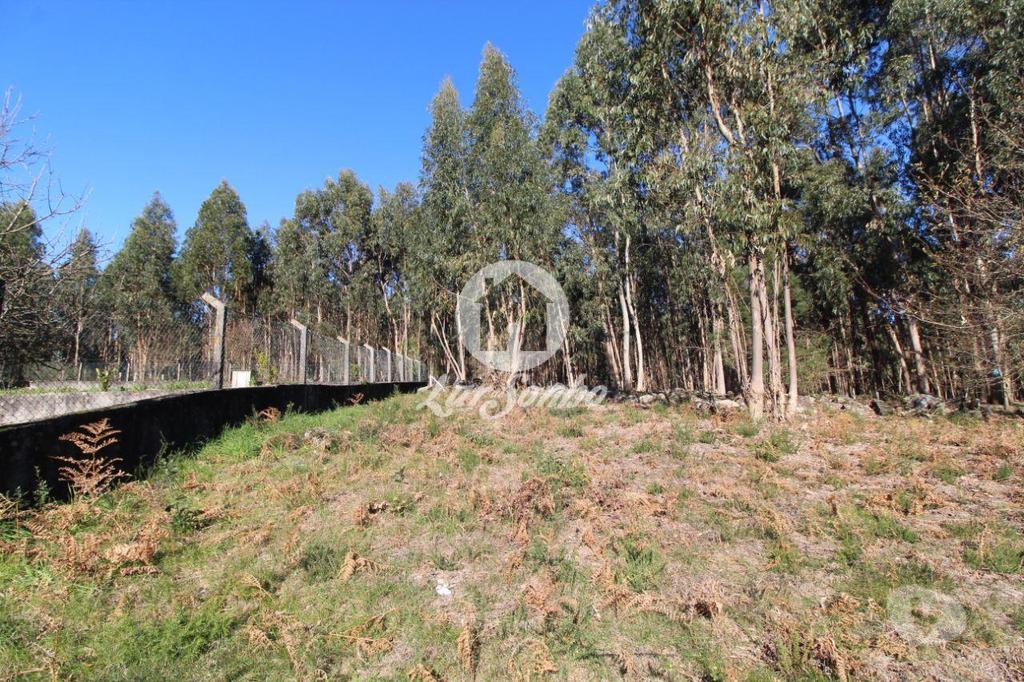 Terrenos Vila Nova de Famalicão - Fotos para Terreno para construção com 5.000m2 em Vermoim (240-T-24185)