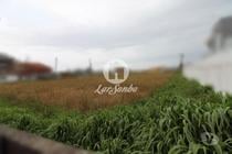 Terreno para construção com 4.100m2 em Mindelo, Vila do Conde