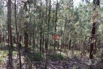 Ourem-Terreno (1-T-110019040)