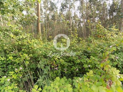 Terrenos a venda - Fotos para Terreno rústico, como novo, para venda, Póvoa de Varzim -