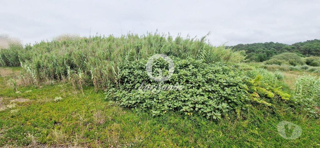 Terrenos Vila do Conde - Fotos para Lote para moradia c 903m2 na 1ª Linha de Praia em Vila do Conde