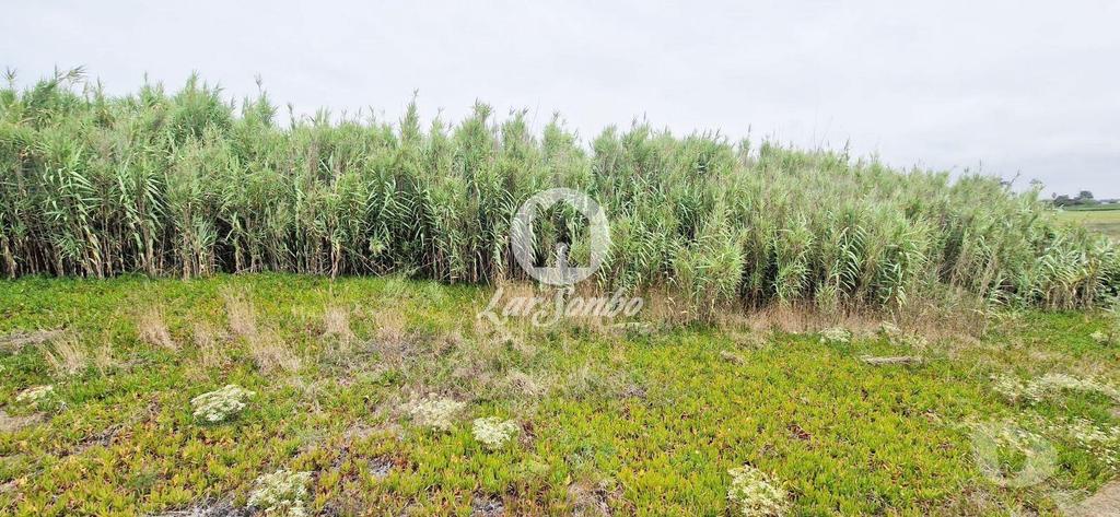 Terrenos Vila do Conde - Fotos para Lote para moradia c 903m2 na 1ª Linha de Praia em Vila do Conde