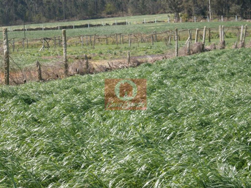 Terrenos Póvoa de Varzim - Fotos para Terreno Agrícola c 2805m2 em Rates, Povoa de Varzim