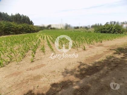 Terrenos a venda - Fotos para Terreno Misto c 92.000 m2 - Argivai (240-T-20013)