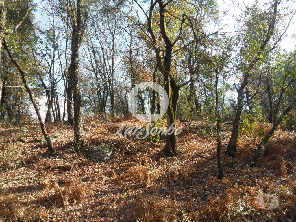 Terrenos Guimarães - Fotos para Guimaraes-Terreno industrial (245-T-01209)