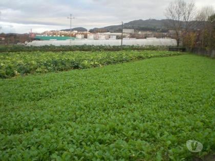 Terrenos e quintas a venda - Fotos para Guimaraes-Terreno rústico (245-T-00128)