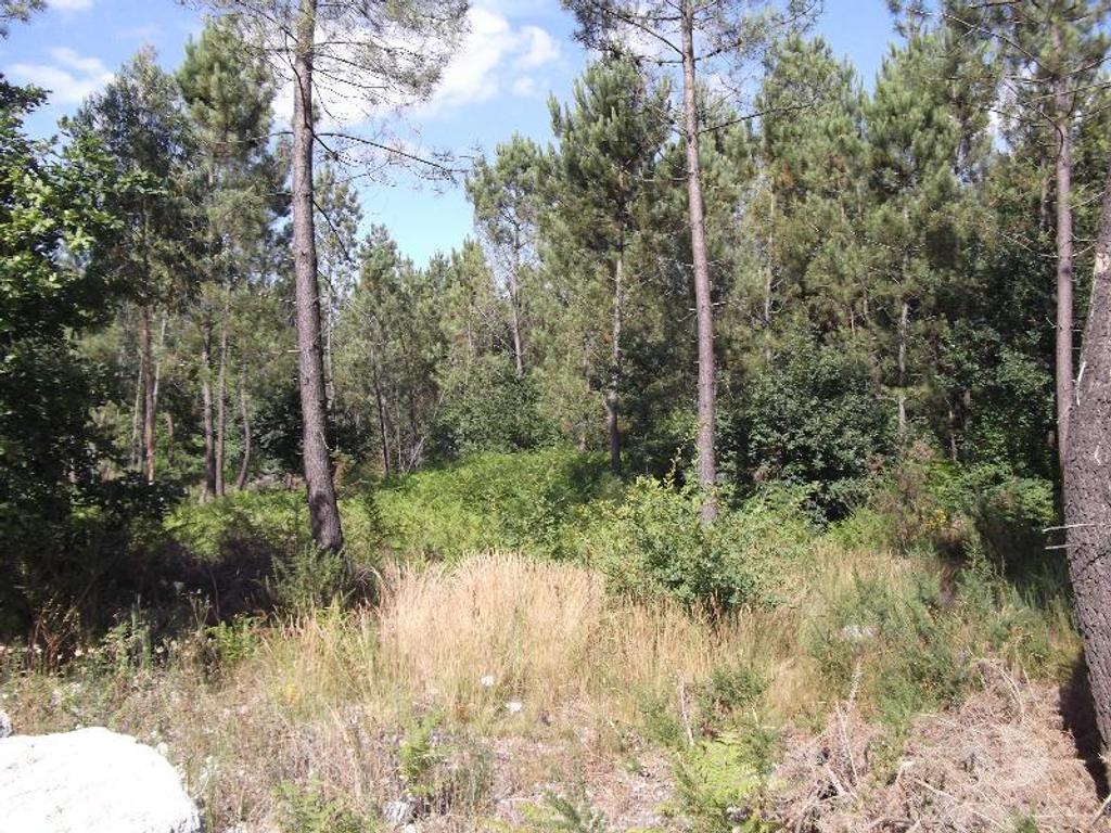 Terrenos Guimarães - Fotos para Guimaraes-Terreno agrícola (245-T-00201)
