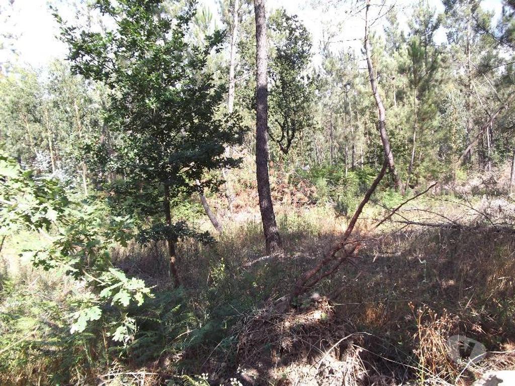 Terrenos Guimarães - Fotos para Guimaraes-Terreno agrícola (245-T-00201)