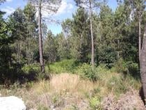 Guimaraes-Terreno agrícola (245-T-00201)