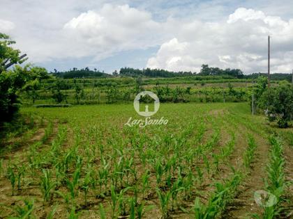 Terrenos - Fotos para Guimaraes-Fantástica quinta para remodelar (245-Q-01592)