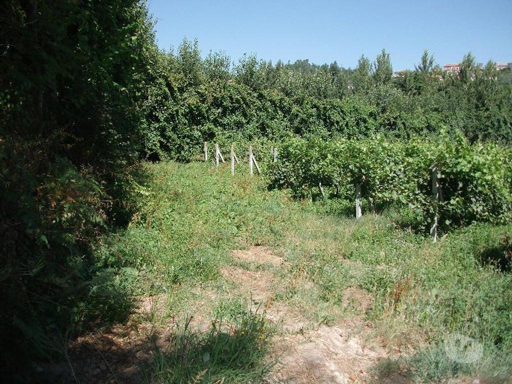 Terrenos Guimarães - Fotos para Guimaraes-Terreno agrícola (245-T-00197)
