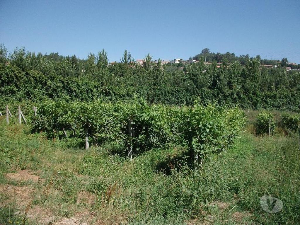 Terrenos Guimarães - Fotos para Guimaraes-Terreno agrícola (245-T-00197)