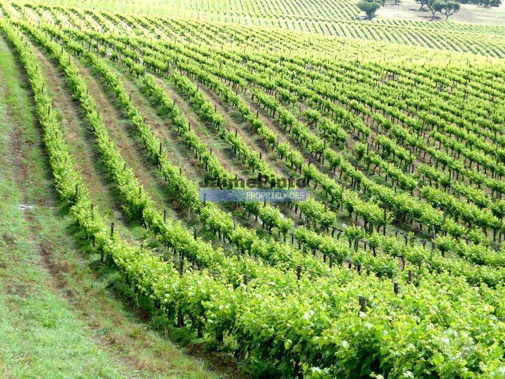 Terrenos Elvas - Fotos para Herdade 157ha, Vinha, Adega, Barragem, Ruínas. Portugal, Elvas.