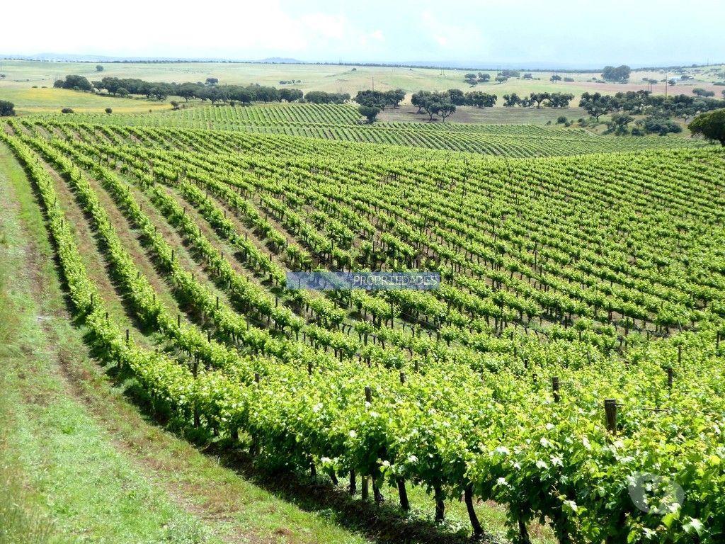 Terrenos Elvas - Fotos para Herdade 157ha, Vinha, Adega, Barragem, Ruínas. Portugal, Elvas.