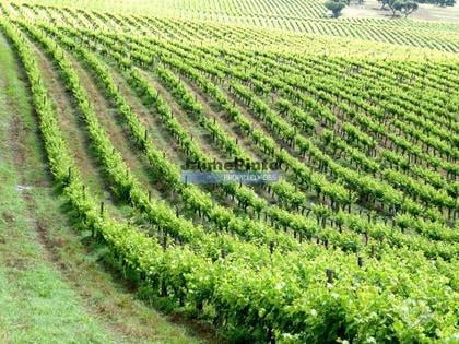 Terrenos a venda - Fotos para Herdade 157ha, Vinha, Adega, Barragem, Ruínas. Portugal, Elvas.