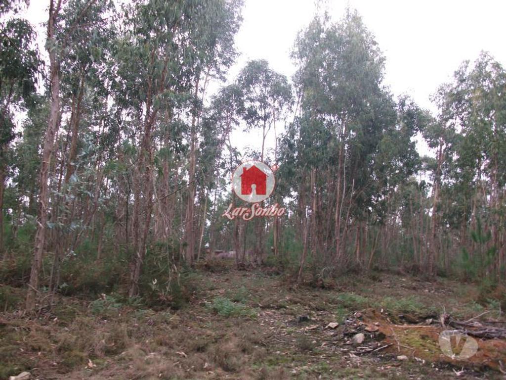 Terrenos Vila do Conde - Fotos para Terreno rustico com 17.000 m2 em Fornelo - Vila do Conde