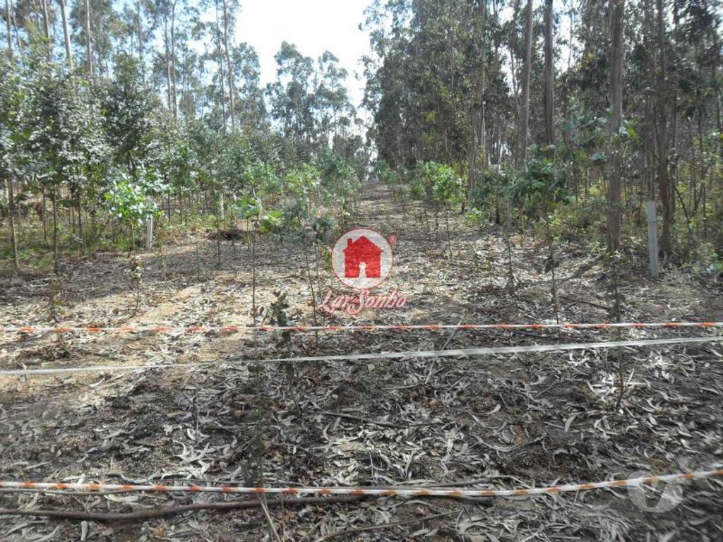 Terrenos Vila do Conde - Fotos para Terreno agrícola de 1.000m2 em Ferreiró, Vila do Conde