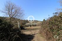 Terrenos Vila Nova de Famalicão - Fotos para Terreno agrícola com 6.000m2 em Ribeirão - Vila Nova de