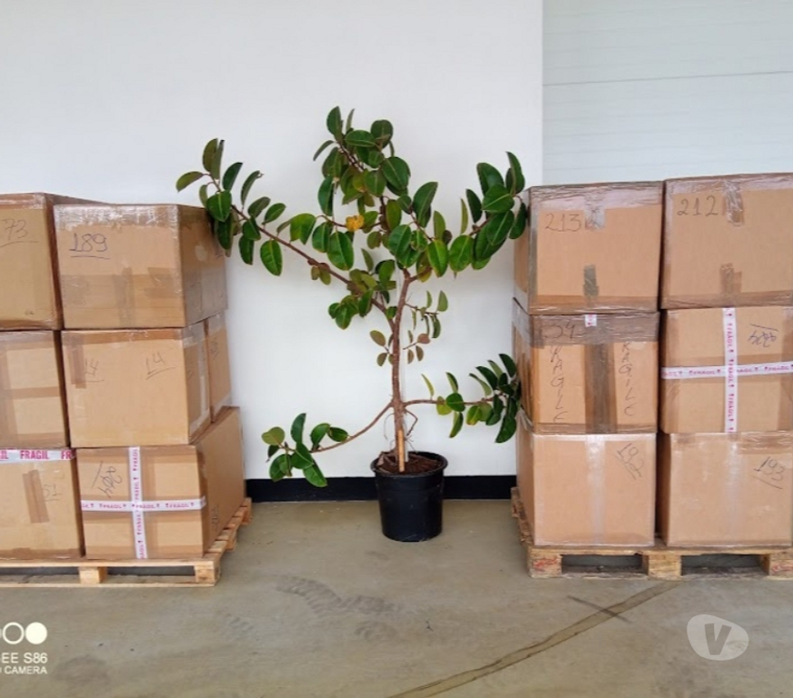 Mudanças - Transportadora Oeiras - Fotos para Transportes Mudanças Pega Tudo